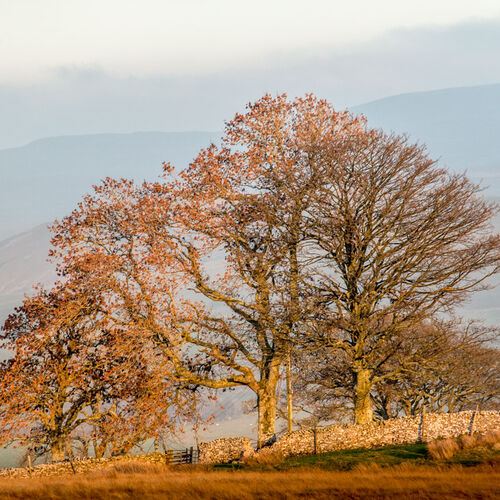 OCTOBER - AUTUMNAL TREES