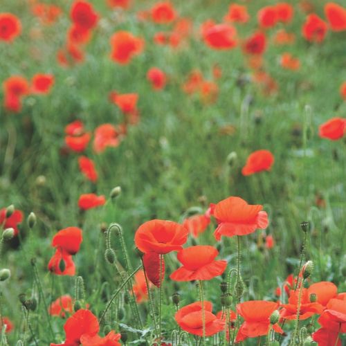 POPPIES