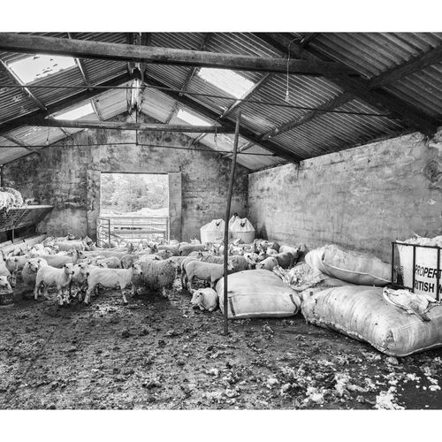 SHEARING 037 June 18, 2018BJ0A5980 5760 x 3840-Edit