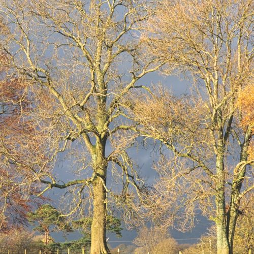WINTER LIGHT ON TREES