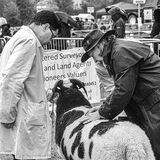 Lyndon Trumper - Usk Show