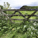 Cornish Hedgerow - The Roseland
