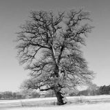 Frozen Oak