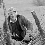 Hedge Laying