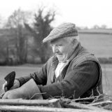 Hedge Laying