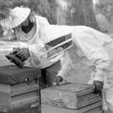 Beekeepers