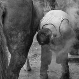 The Farrier