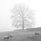 Misty Morning at The Artha