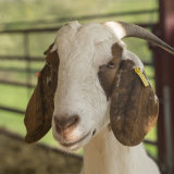 Boer Goat