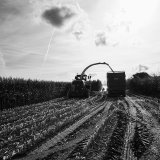 Gathering the Harvest