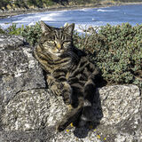 Coverack Cat