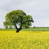 Rape Field