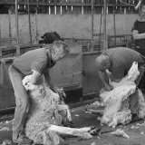 Sheep Shearing Contest