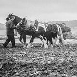 The Old Fashioned Way