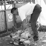 Sheep Shearing