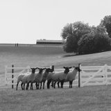 Welsh National Sheepdog Trials