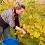 Harvesting the Grapes