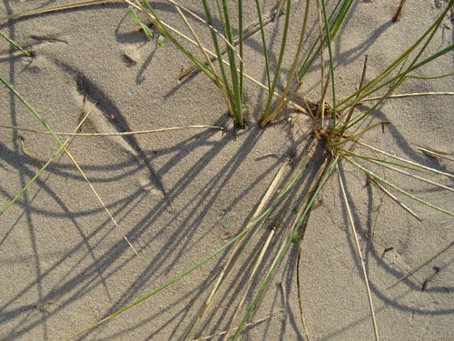 Marram Grass