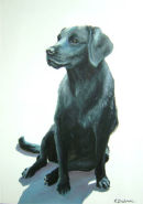 Labrador