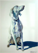 Weimaraner SOLD