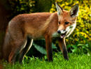 Red Fox
