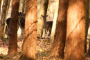 Ashridge Deer
