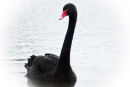 Black Swan