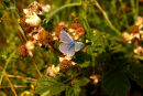Blue Butterfly