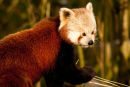 Red Panda