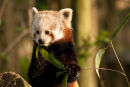 Red Panda