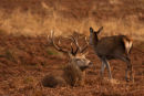 Stag In Autumn