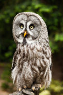 Great Grey Owl