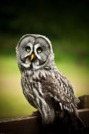 Great Grey Owl