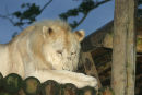 White Lion