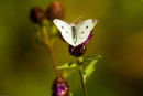 White Butterfly