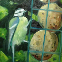 Blue Tit