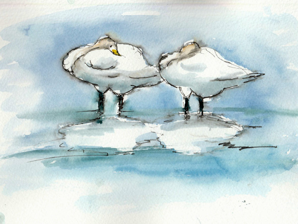 Sleeping Swans