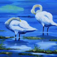Welney Swans