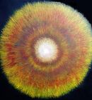 fusion art hypernova science