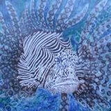 Scorpion Fish