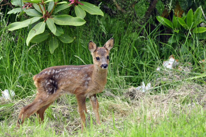 Roe Fawn