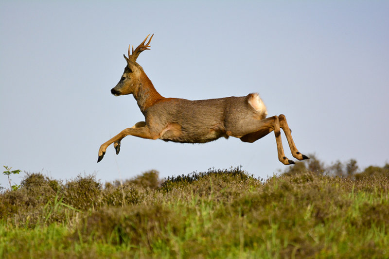 Roe Buck