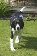Springer spaniel