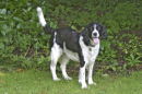 Springer spaniel