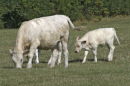 Lacey Green cattle