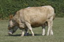 Lacey Green cattle