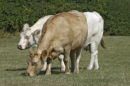 Lacey Green cattle