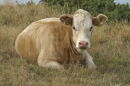 Dorset cattle