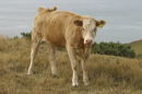 Dorset cattle