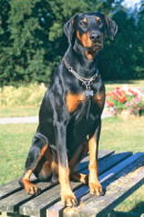 Dobermann